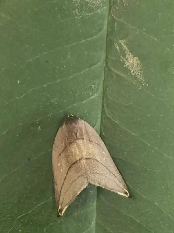 胡桃豹夜蛾幼虫胡桃豹夜蛾成虫胡桃豹夜蛾和眼斑钩蛾是当前山核桃主要