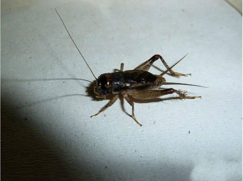 2012正宗杭州名虫黄头白青