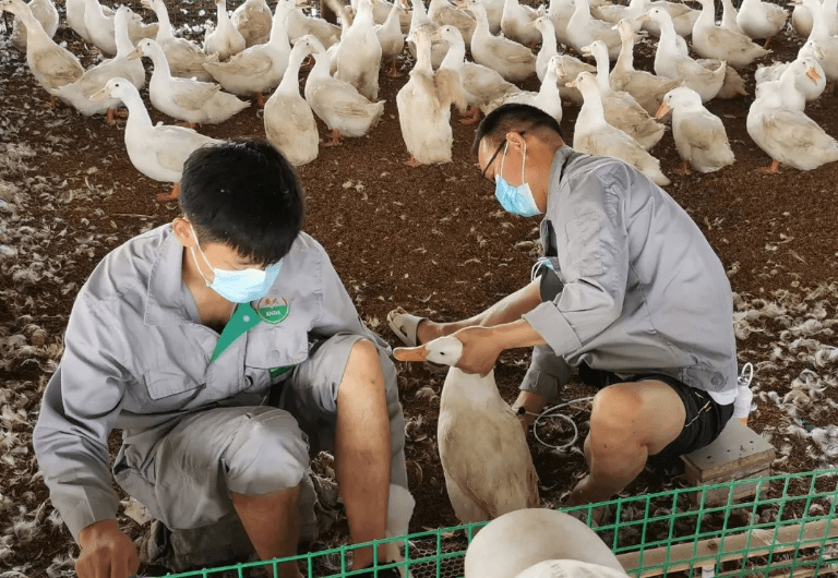 华西镇小鸭子托起致富路