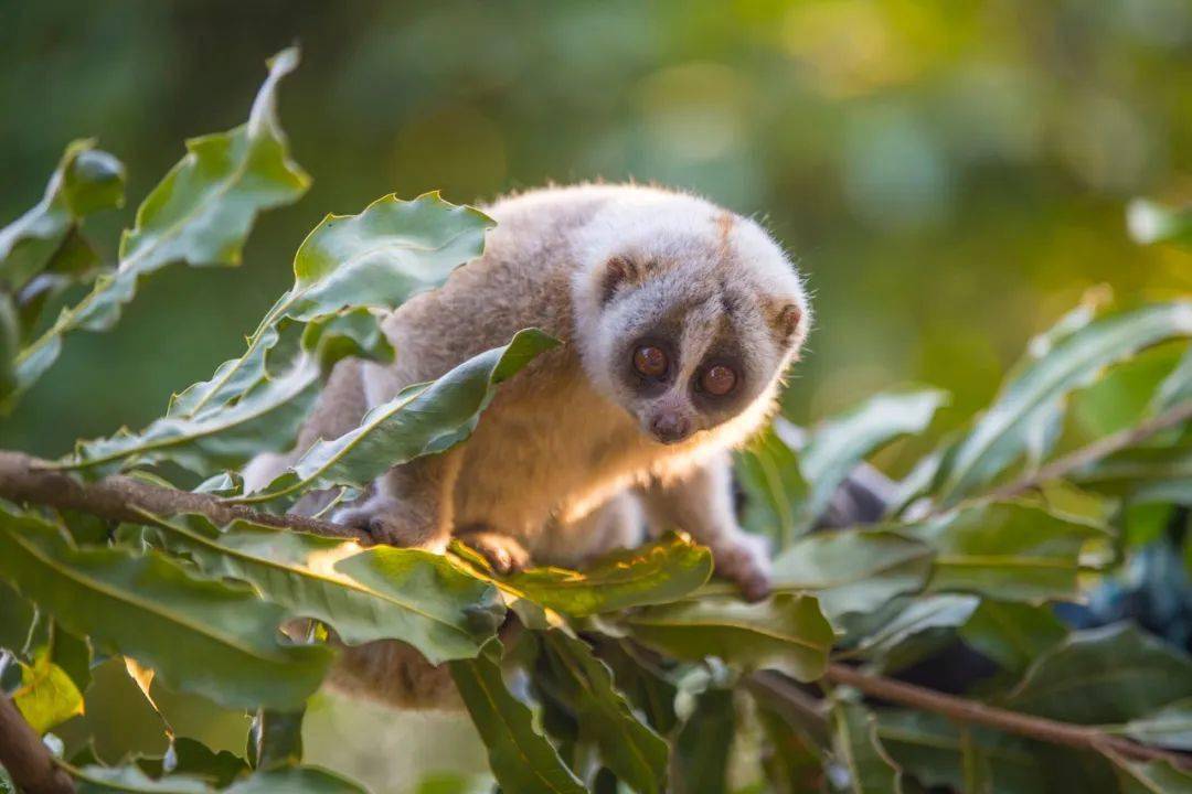 《中国国家重点保护野生动物名录》Ⅰ级;  《中国濒危动物红皮书》