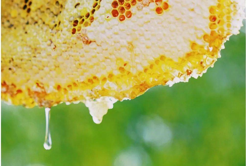 走向我们的小康生活深山小蜜蜂酿出脱贫致富蜜