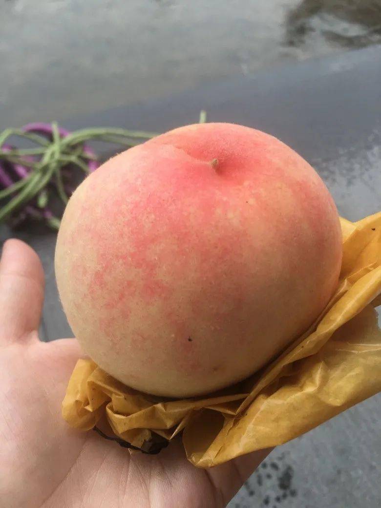 去桃子核我们也是专业的 轻松去桃子核小妙招 准备:一个菜板一个水果