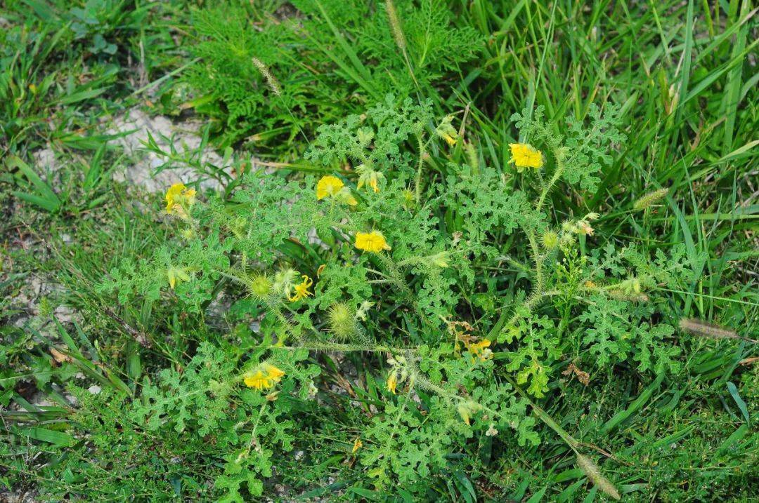 警惕黄花刺茄突然在中国爆发成灾