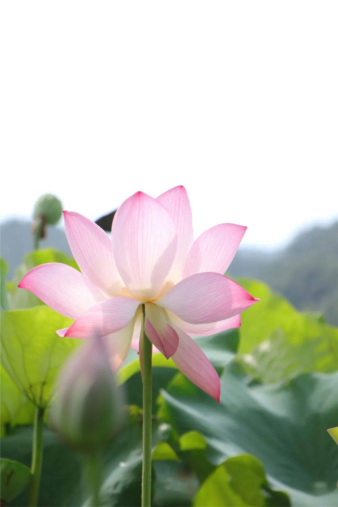 诸暨这种莲蓬甜得像水果,有人特意开车20公里去买!_荷花