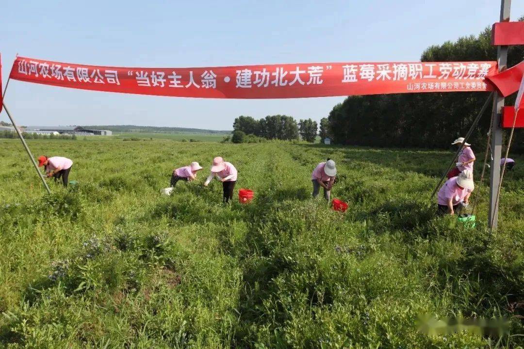 山河农场有限公司举办蓝莓采摘劳动竞赛_主人翁