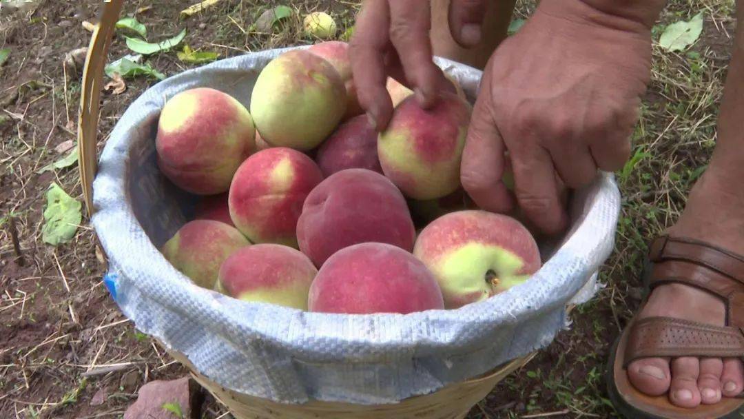 甜到心里去汉源县九襄镇桃源村2000亩白凤桃等你来摘