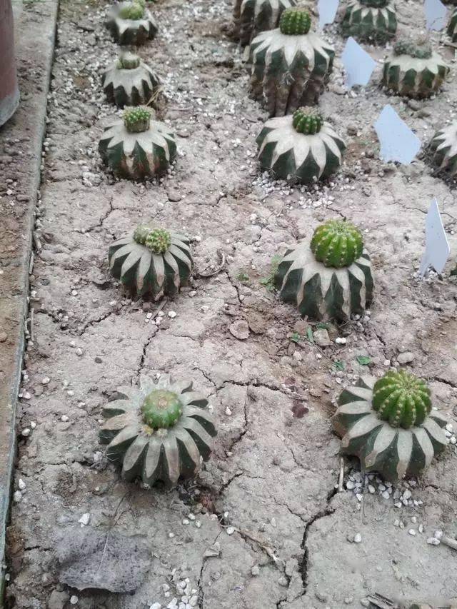 嫁接仙人球真好看千奇百怪人人爱小齐作品来欣赏