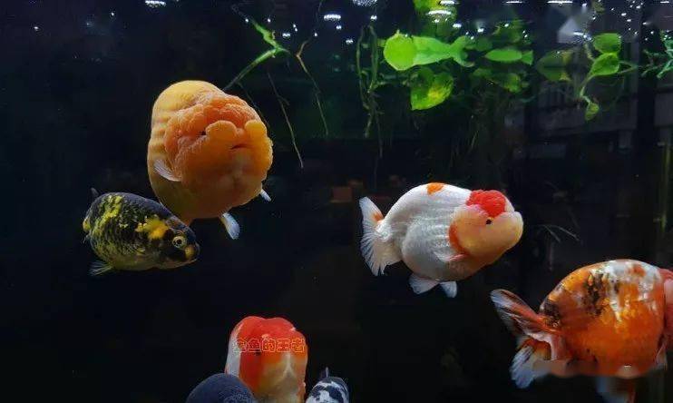 風水| 為何古人說家裡一定要養魚?巧妙養魚,改變運勢!