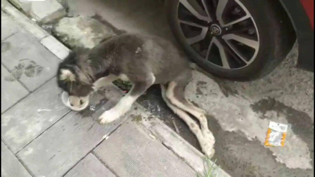 如果不爱请别伤害天柱一男子因心情不好便狠心虐狗致残丢弃