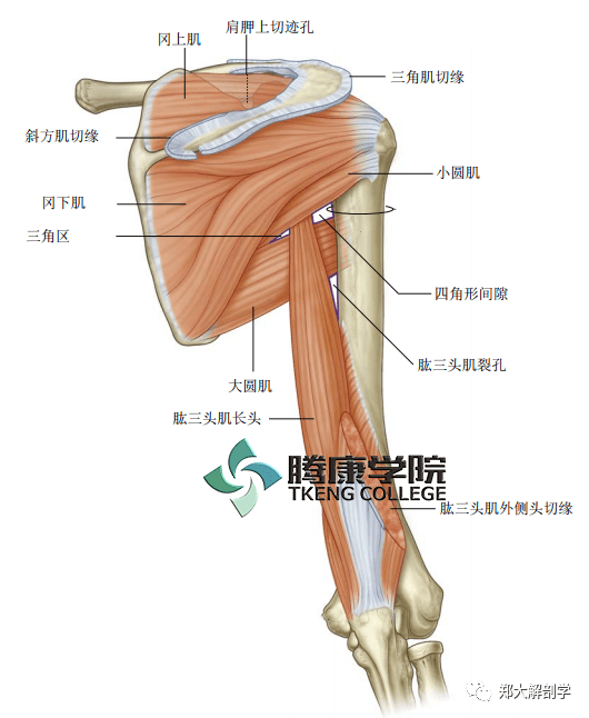 冈下肌肌腱位置图图片