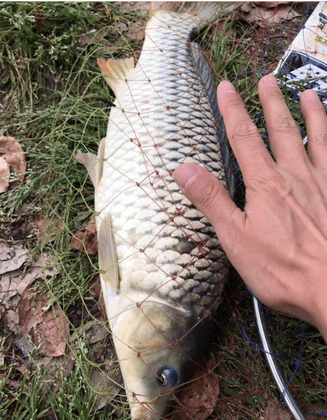 夏季不会钓鲤鱼没关系坚持这样钓3小时连杆爆护