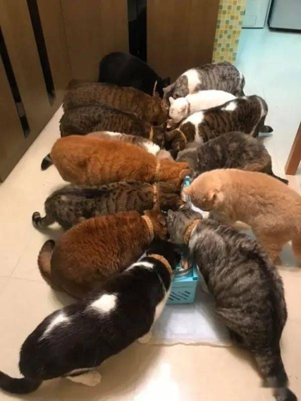 重度猫奴病情确诊无疑了!拥有13只喵主子的日常生活,让人羡慕!