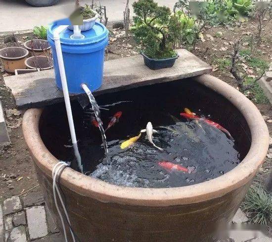 鱼缸,还盖着防护网…图片作者:吐泥鱼,来源:锦鲤吧16用方形塑料桶养鱼