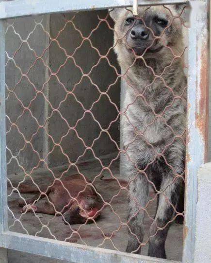 比特犬挑衅斑鬣狗,两狗大战一场,结局让人意外却让主人心疼
