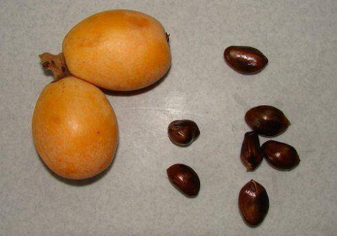 枇杷好吃又养生,里面的核埋土里,几天就发芽成苗