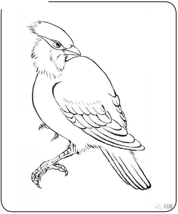 零基础入门教程分步骤讲解三种鸟类画法