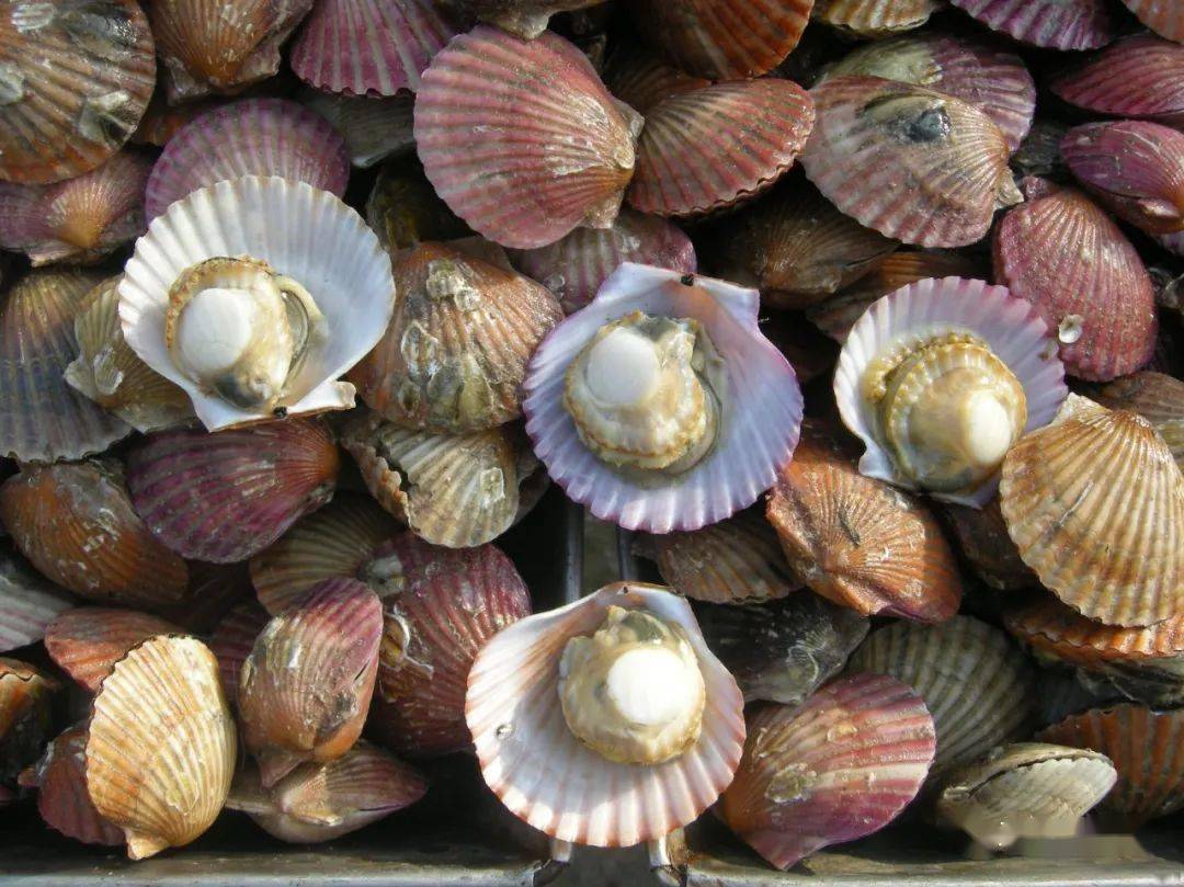 青岛常见食用贝类图鉴