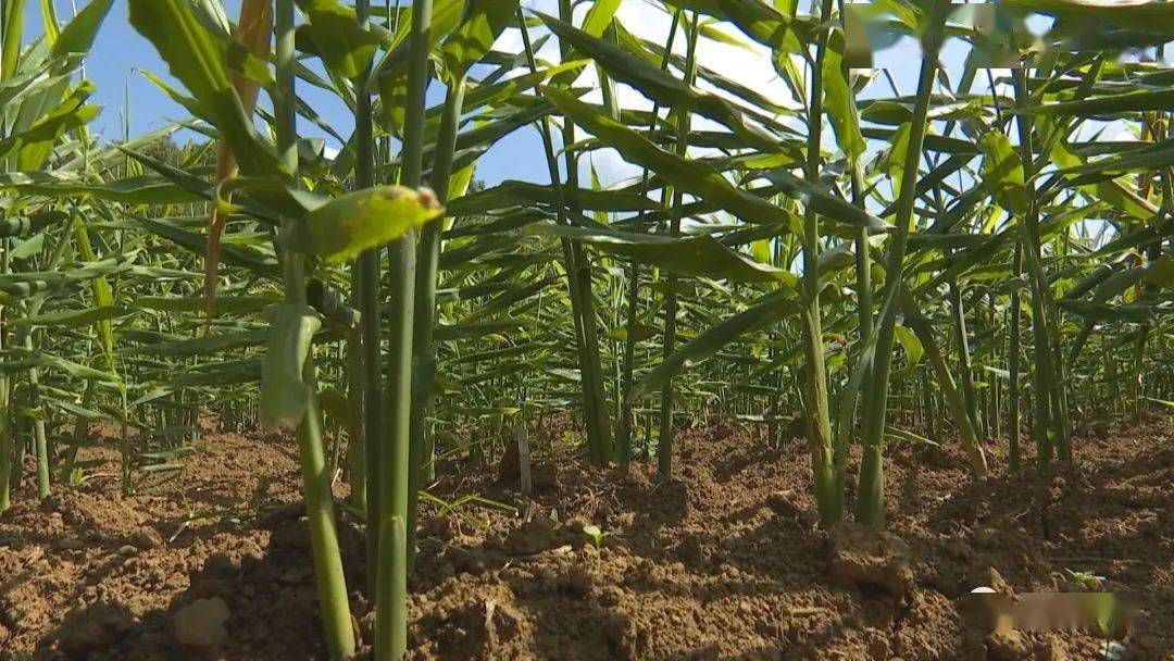 纳汪村2000亩生姜上市村民喜笑颜