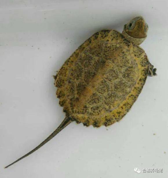 日本石龟苗的饲养方法