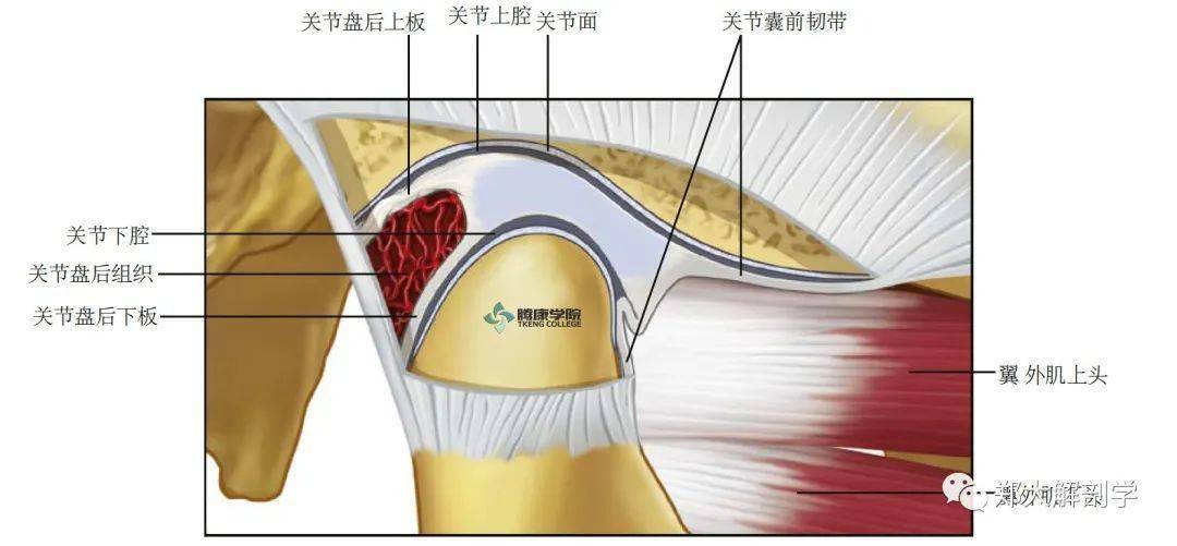关节盘前部的上,下附着物与包围关节大部分的囊膜韧带相连