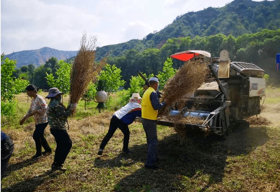 南龍鎮千畝油菜收割進行時