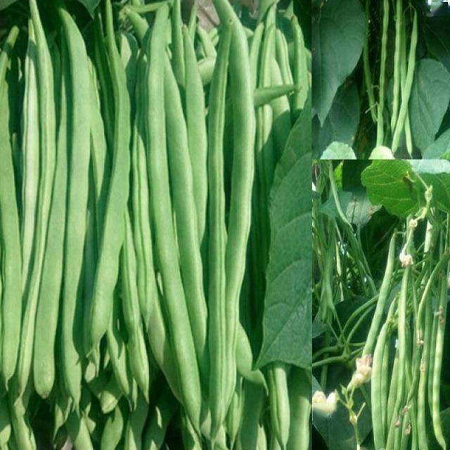 菜豆播种后如何管理?