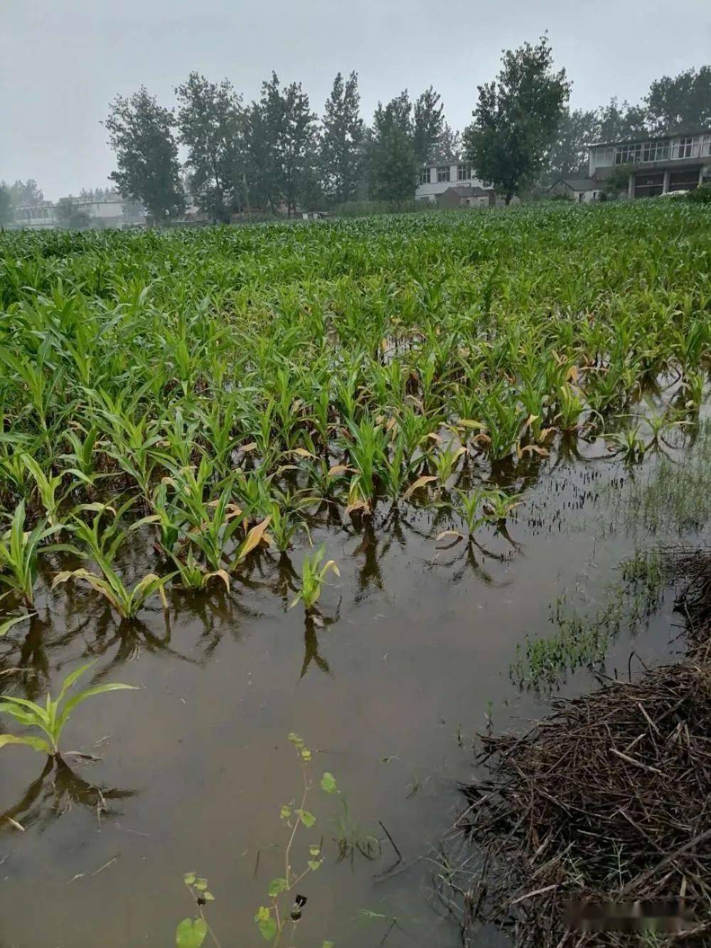 蒙城连日下雨地里庄稼要淹死了