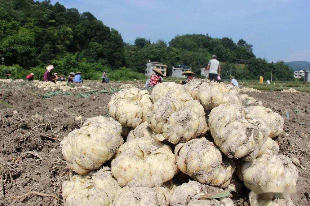 【聚焦】贵州天柱:百合丰收 百姓欢笑_种植