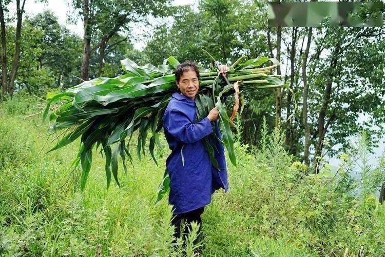 7月30日,陕西省安康市汉滨区关家镇高沟村李清保扛着玉米杆回养殖场.