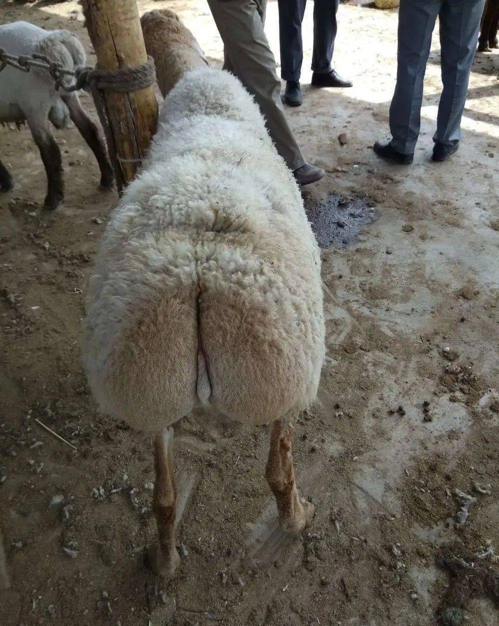 从东疆哈密的巴里坤羊到西边塔城的巴什拜羊,从北疆的阿勒泰的大尾羊