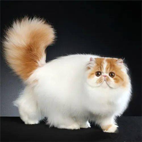 不同品种猫,养起来到底有什么区别?