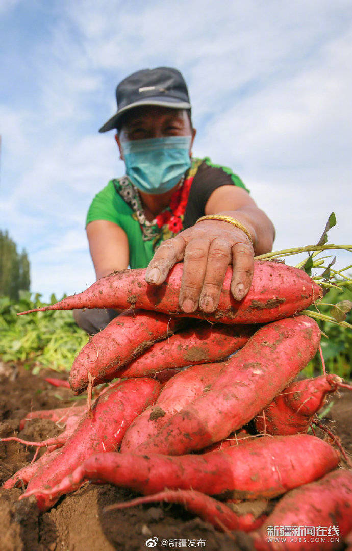 新疆呼图壁:红薯采收忙