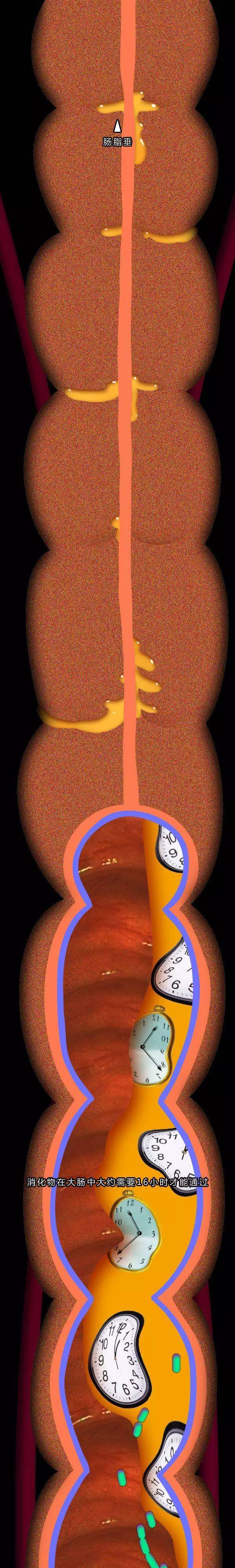 吃进嘴里的食物是如何变成屎的一张图片看明白人体食物消化全过程