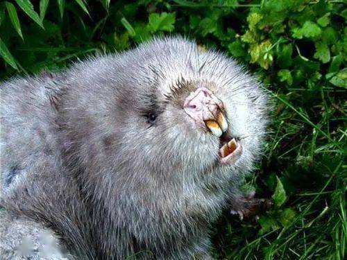 竹鼠这么可爱以后还能吃吗