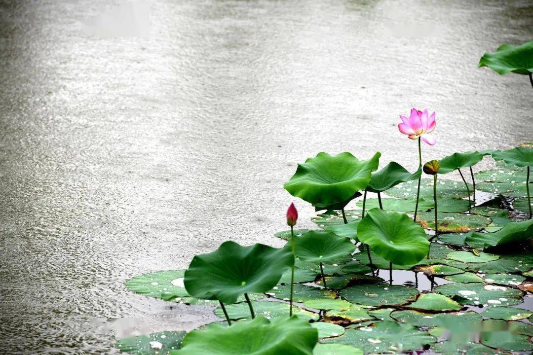济南大明湖畔的夏雨荷图片