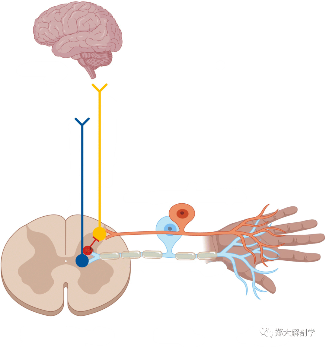 躯体初级传入纤维的细胞体位于背根神经节(drg) .