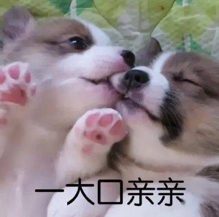 汪星人表情包第28期 | "狗子:我知道,我始终无法进入你的心"