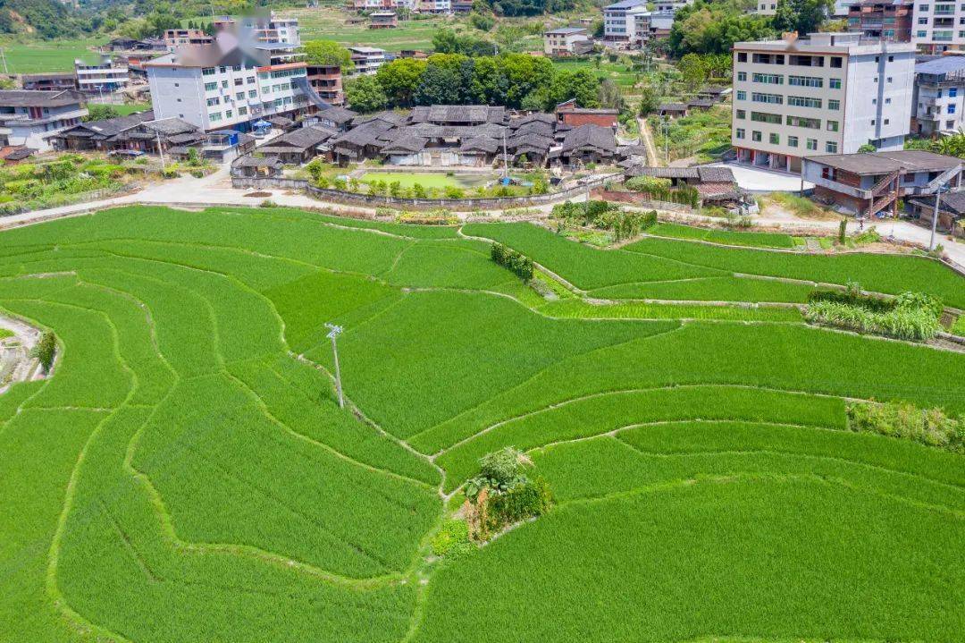 乙亥(公元1275年)从福建仙游柘山(今渡尾镇)开基坂面村厚吉保金井坊