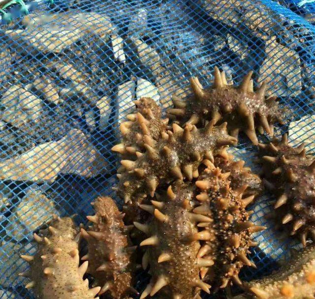 3冬病夏养海参效果好夏季进补海参在祖国传统医学中就能找到充足的