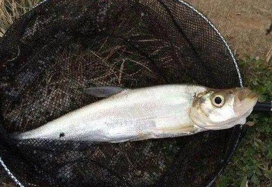 【钓鱼技巧必备】夏钓"翘嘴",学会这五点,渔获自然少不了