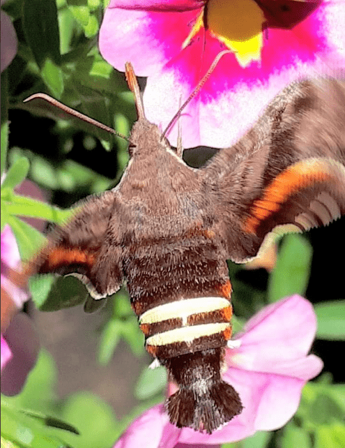 和鸟一样大加拿大巨型蜂鸟透翅飞蛾涌现