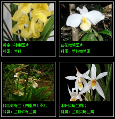 兰草的分类名称及图片图片