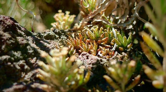 肉友镜头下的外国多肉:也许这就是野生和家养的区别所在