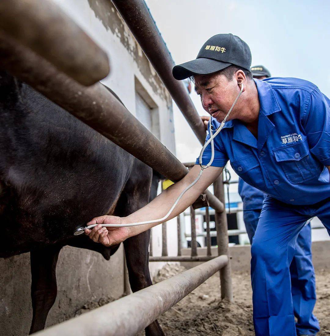 观点:养牛,怎么既省钱又赚钱?_辽中