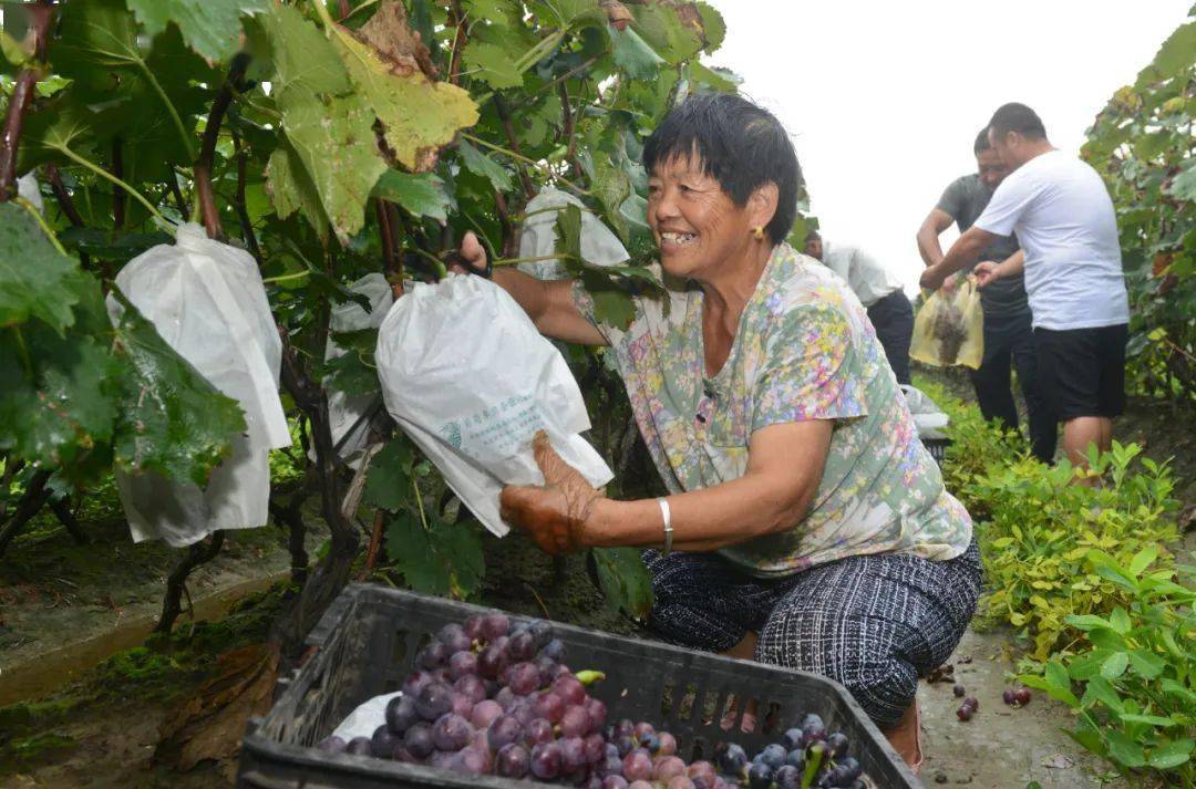 村民在葡萄基地收获葡萄记者 崔 坤 摄