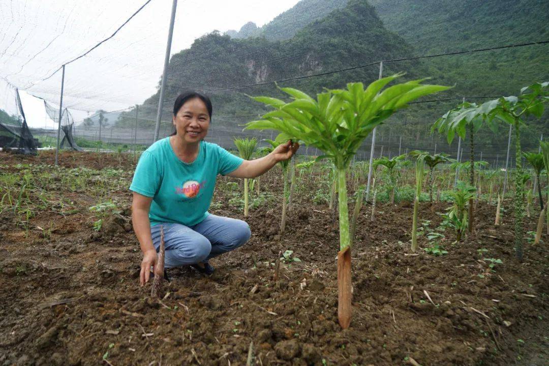 在环江毛南族自治县水源镇魔芋种植示范基地,几百亩朱芽魔芋苗棚蔚为