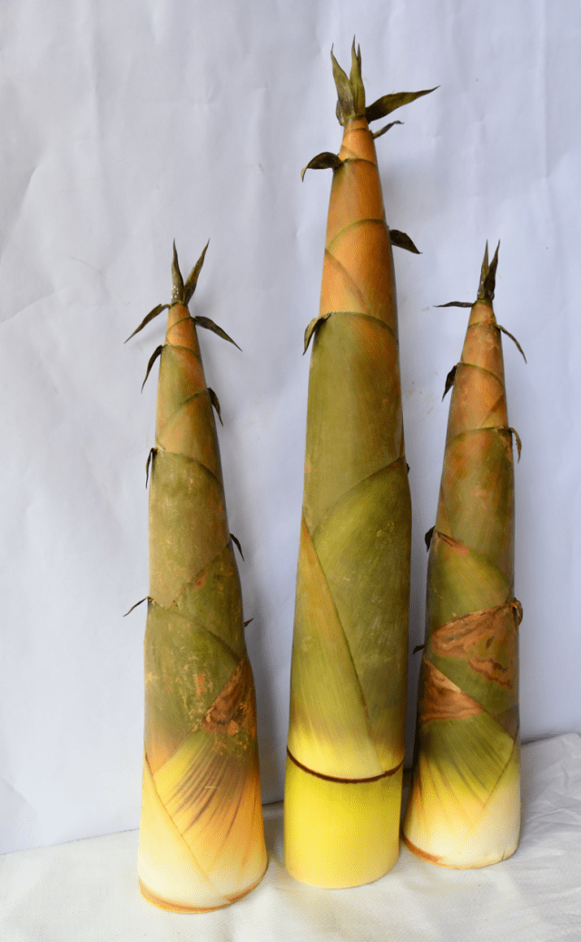 帮扶单位和该村决定组织有劳动能力的贫困户发展麻竹笋