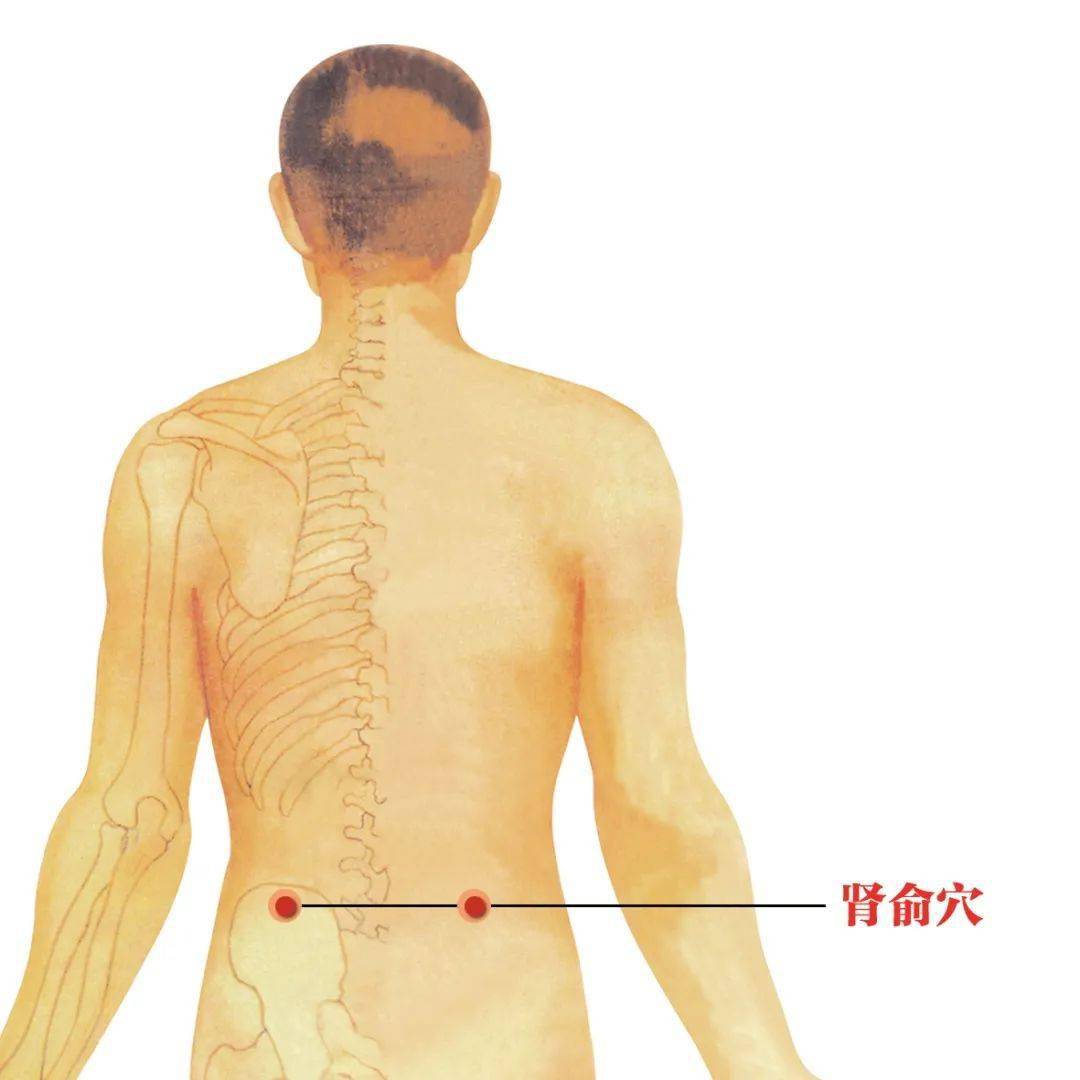 主要调节疾病:肾脏疾病位置:肾俞在第二腰椎旁开1,5寸