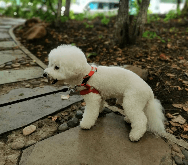 小体白熊犬图片图片