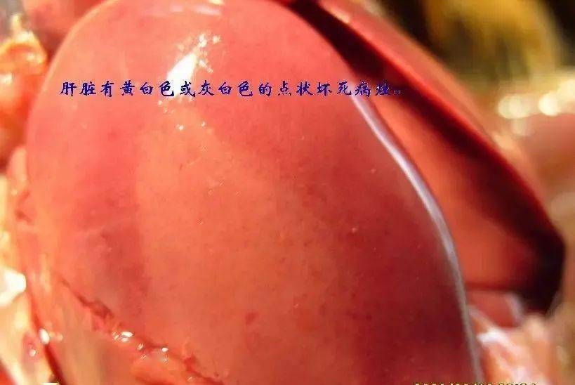 禽霍乱以及沙门氏菌的的典型症状